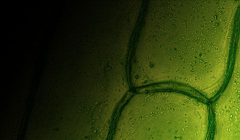 Extracto de Hoja de Olivo