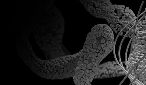 Fibras de biocelulosa impregnadas