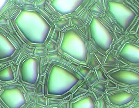 Extracto de Hoja de Aloe Barbadensis
