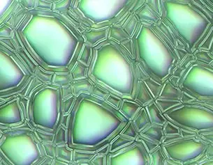 Extracto de Hoja de Aloe Barbadensis