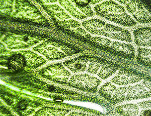 Extractos Botanicos Purificantes