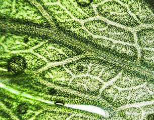 Extractos Botanicos Purificantes