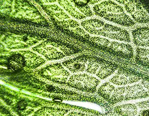 Extractos Botanicos Purificantes