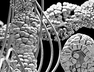 4% Colesterol Natural