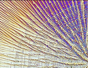 15% Acido L-Ascorbico